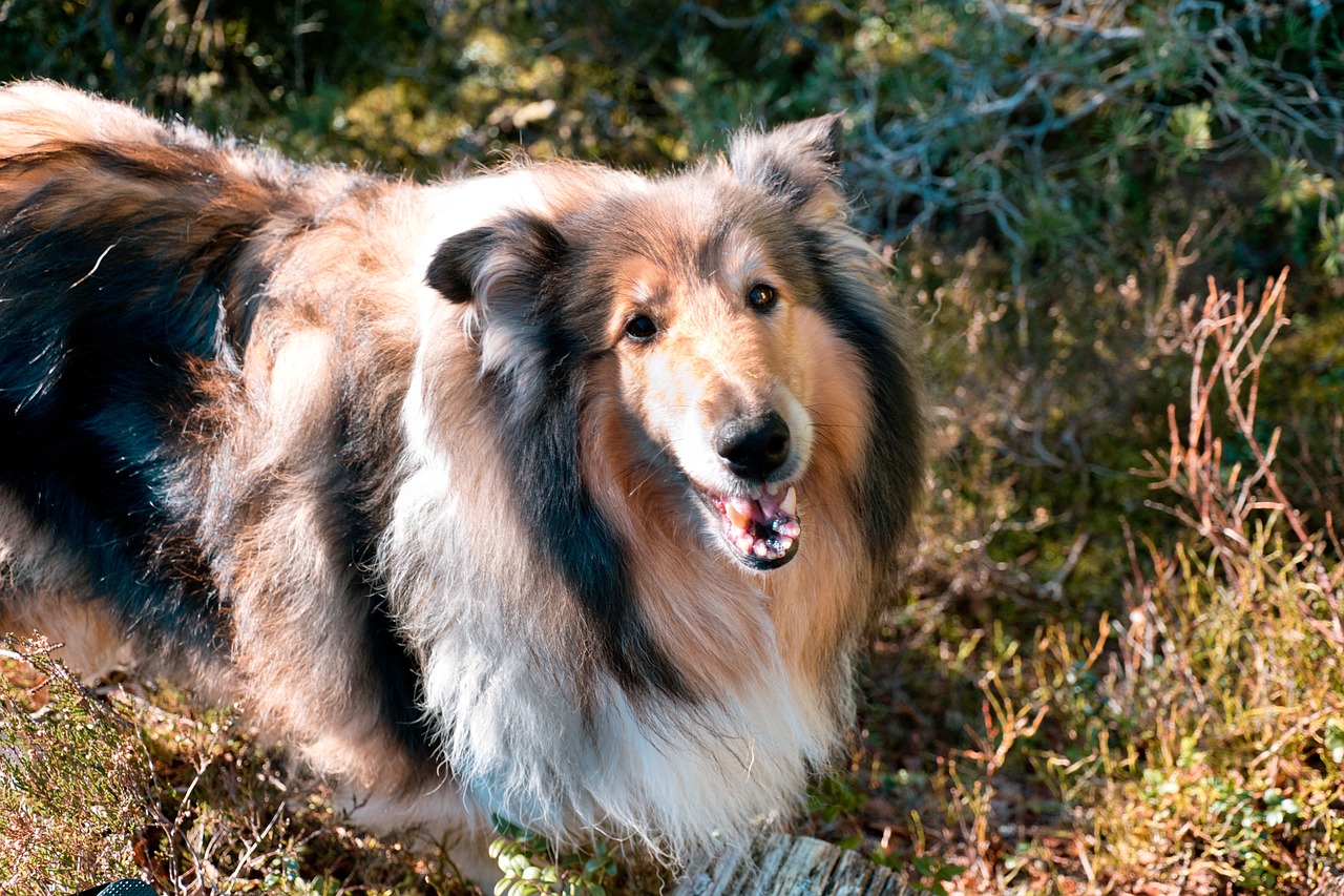 The Gentle Nature of the Saluki